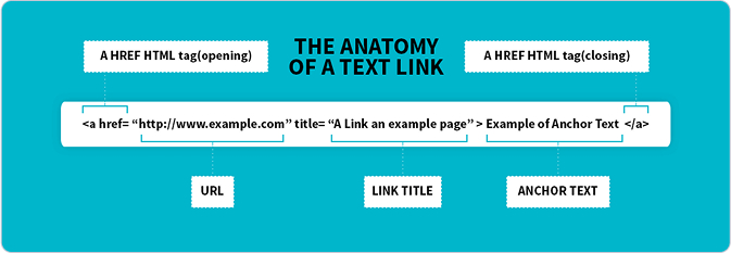 anatomy-img-1