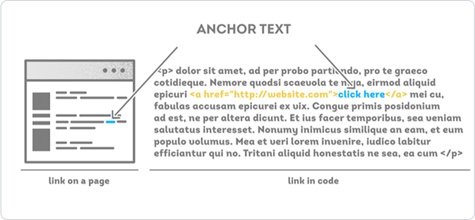 anatomy-img-3